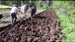 How Much Land Can A Horse Plough In A Day [upl. by Yarazed]