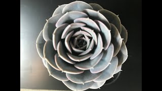 Echeveria Collection and Tips for Care and Propagation [upl. by Xuaeb671]