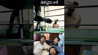 ఈ కాకికి ఎంత క్లారిటీ ఉందో చూడండి youtubeshorts shorts birds trending funny [upl. by Dlanod]