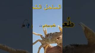 أقوي طُعم🦀 للصيد 🎣 ومجاني fishing صيد سمك بحر مصر السعودية [upl. by Crescint]