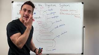 Overview of the Digestive System [upl. by Natsirt]