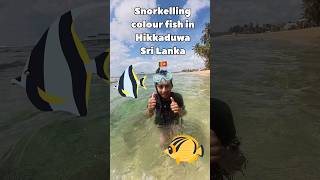 Snorkeling Hikkaduwa Sri Lanka 🇱🇰 snorkelinghikkacolourfish [upl. by Bentlee]