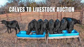 SELLING CALVES at LIVESTOCK AUCTION Howd we do [upl. by Paradies]