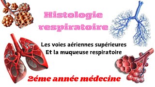 HISTOLOGIE RESOIRATOIRELes voies aériennes superieurs la muqueuse respiratoire 2éme année médecine [upl. by Nadeau]