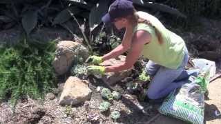 How to Create a Succulent Pocket Garden with Laura Eubanks [upl. by Gerhardt285]