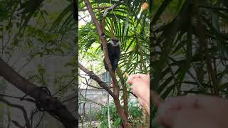 Feeding Purple Faced Monkeys [upl. by Dyke]