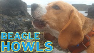 Cute Beagle Howling [upl. by Nobel]