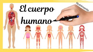 El CUERPO HUMANO [upl. by Lehsar227]