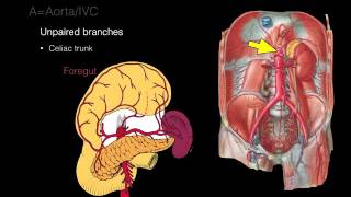 Retroperitoneal space and Retroperitoneal organs [upl. by Notlem498]