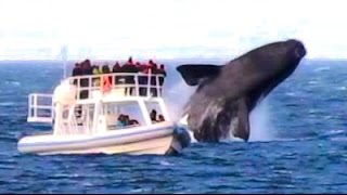 HUGE WHALE JUMPS VERY CLOSE TO BOAT [upl. by Ximenez]