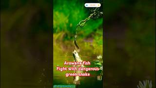 💥🦈 FISH VS SNAKE FIGHT 🐍💥 shorts shortsfeed fishlover snake fight ytshorts [upl. by Funk]