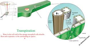 Transpiration OLevel Biology IGCSE  Dr Mohamed Fayez [upl. by Ccasi790]