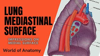 Lung  Mediastinal surface  Impressions on medial surfaceWorld of Anatomy [upl. by Bathsheeb974]