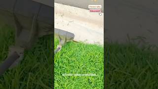 Free lawn mowing relaxing and satisfying lawn overgrown to clean up [upl. by Sllew]