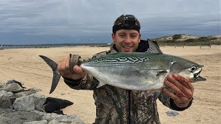 False Albacore Fishing Long Island SURF TUNA [upl. by Chuch]