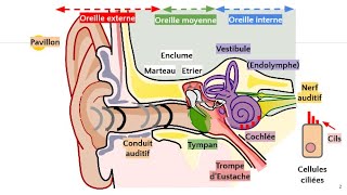 Anatomie de loreille 👂 [upl. by Libna463]