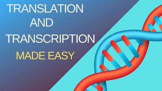 Basic Steps of Translation and Transcription [upl. by Kruter]