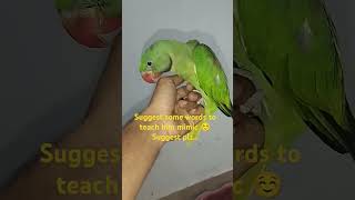 Baby Alexandrine parrot pet  How to teach parrot Parrot training parrot [upl. by Singh897]