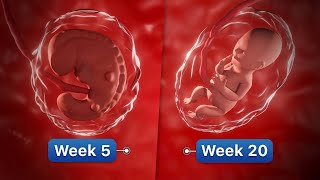 9 Months In The Womb  Pregnancy WeekByWeek [upl. by Notaek]