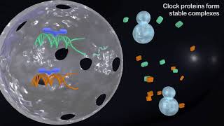 Circadian Rhythms  Inside the Brain [upl. by Bartolomeo]