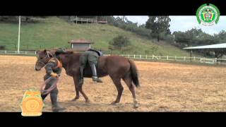 Carabineros  curso de preparadores equinos  policiadecolombia [upl. by Hannaj]