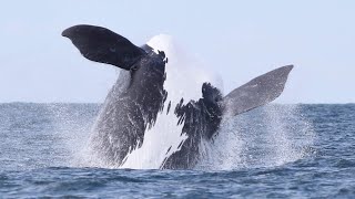 North Atlantic Right Whale Rescue and Disentanglement A Critical but Dangerous Business [upl. by Naej]