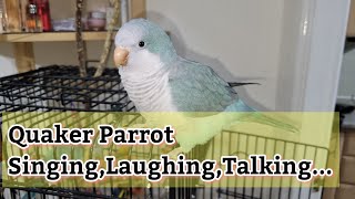 Best Talking Quaker Parrot  8 Months Old Quaker Parrot Talking  Monk Parakeet Saying Hi 👋 [upl. by Woodsum]