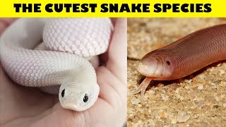 The CUTEST SNAKES in the world  Snakes can be cute too [upl. by Venu]