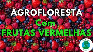 Agrofloresta com Frutas Vermelhas  Agrofloresta com Foco em Frutas Vermelhas [upl. by Lamoureux]