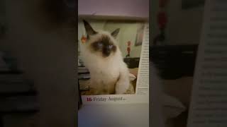 Birman August 16th Cat amp The Beatles Desk Calendars [upl. by Brantley811]