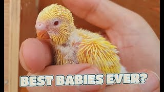 Budgie Breeding Update 8th August 2019  Best Babies Ever [upl. by Wane]