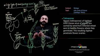 Life cycle of Ustilago Smut Disease Cycle of loose Smut of Wheat  Fsc biology lecture [upl. by Anwahsad]