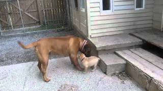 Bullmastiff Puppies 8 weeks old [upl. by Aidnac789]