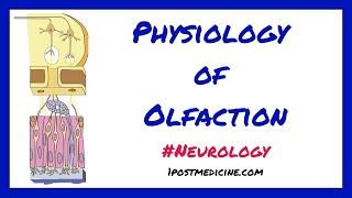 Physiology of Olfaction  Neurology [upl. by Frodine]