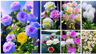 Beautiful flowers dpz  flowers wallpaper photos  beautiful flowers dp for WhatsApp Dpz collection [upl. by Krantz]