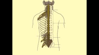 Magdy SaidAnatomy seriesNeuroanatomy1 External features of spinal cordwmvv1 [upl. by Edobalo228]