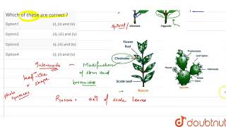 Read the following matches i Guava  Spiral phyllotaxy ii Ruscus  Cladode [upl. by Fitzhugh]