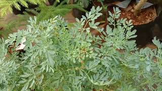 Ruta graveolens Common rue Arutha Medicinal plant  Our Medicinal plants and Healing plants range [upl. by Lajet450]