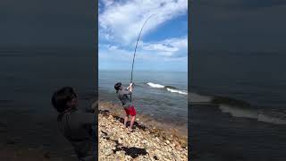 Sandbar Shark sharkfishing fishing sharklife lbsf giantfish fish [upl. by Lenci]