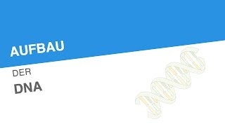 AUFBAU DER DNA  Biologie  Genetik und Entwicklungsbiologie [upl. by Trescha21]