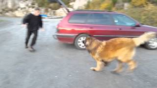 Leonberger dog Aslan  wooohoooowww what a fun [upl. by Hasen]