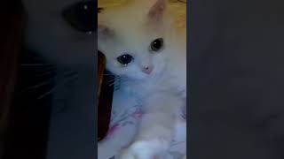 Hyperactive cat 😺😻 Catslover catscorner catvideos Shorts [upl. by Terrill]