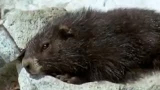 Cute Marmots Waking Up from Hybernation  BBC Studios [upl. by Geis890]