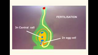 Animation of Plant pollination pollen tube growth and fertilisationTube nucleus [upl. by Zed]