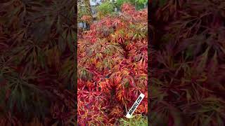 Amazing Acer japonicum X Gossamer in fall color Dwarf Full Moon Japanese Maple MrMaplecom short [upl. by Milewski421]