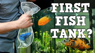 A MUST WATCH For New Fish Keepers FIRST AQUARIUM KFKFK [upl. by Skiest]