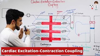 Cardiac Excitation Contraction Coupling Physiology 29 [upl. by Idnib62]