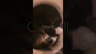 My cat Moana cat memes funny cutecat [upl. by Hannahs565]