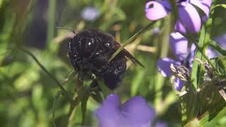 Xylocopa sonorina valley carpenter bee [upl. by Loraine]