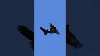 Wedgetailed eagle Australias largest birdsofprey 🌞🦅😱 birds wildlife shortvideo australia [upl. by Nesrac]